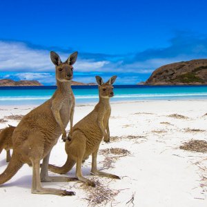 Kangaroo-Island-Australia-SOCIAL