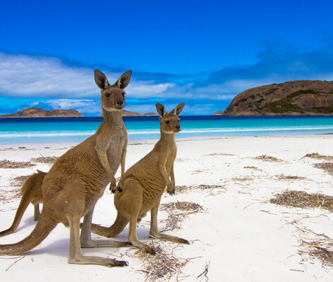 Kangaroo-Island-Australia-SOCIAL